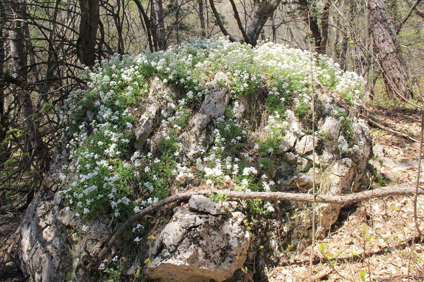 Image of Arabis caucasica specimen.