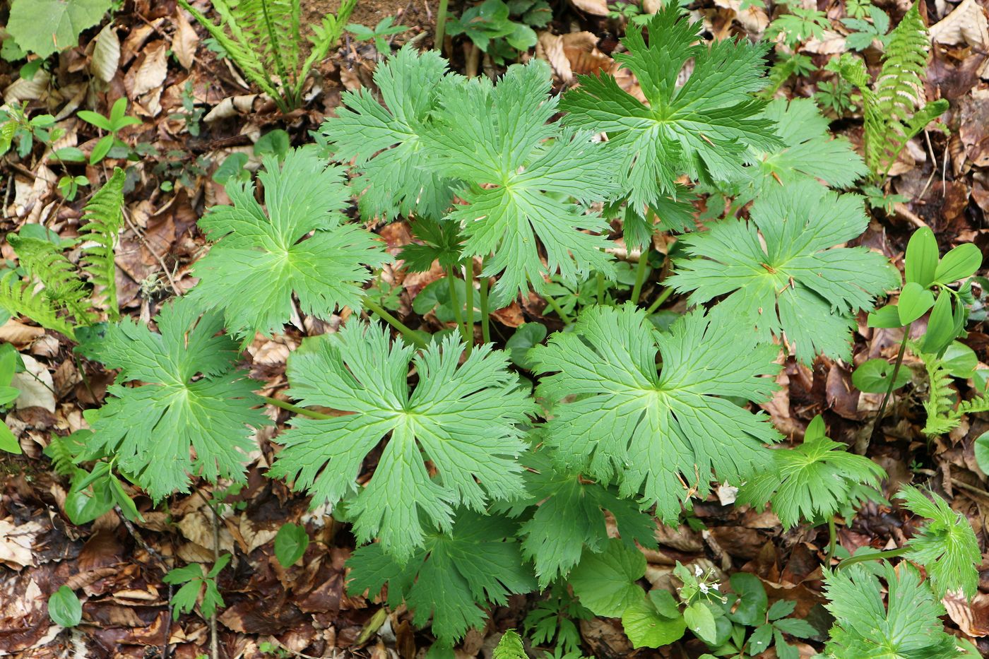 Image of Aconitum orientale specimen.