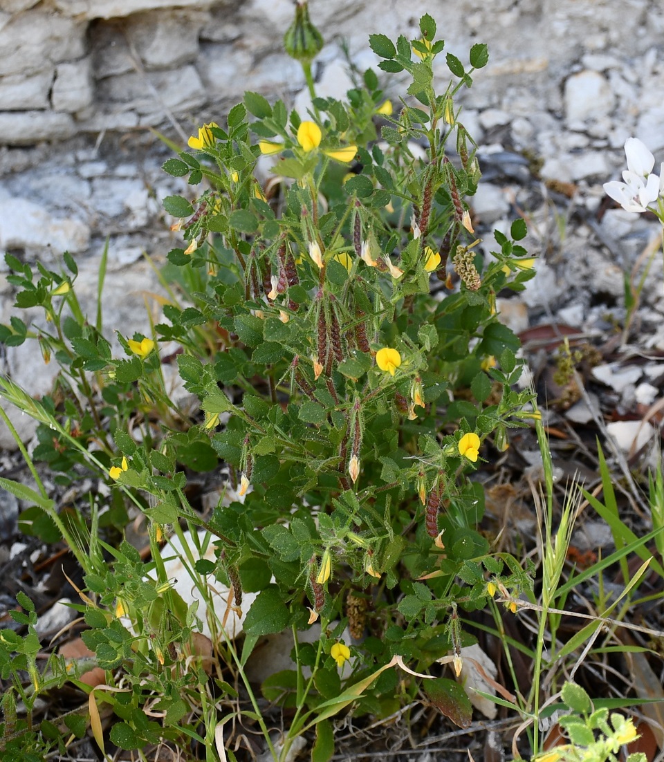 Изображение особи Ononis ornithopodioides.