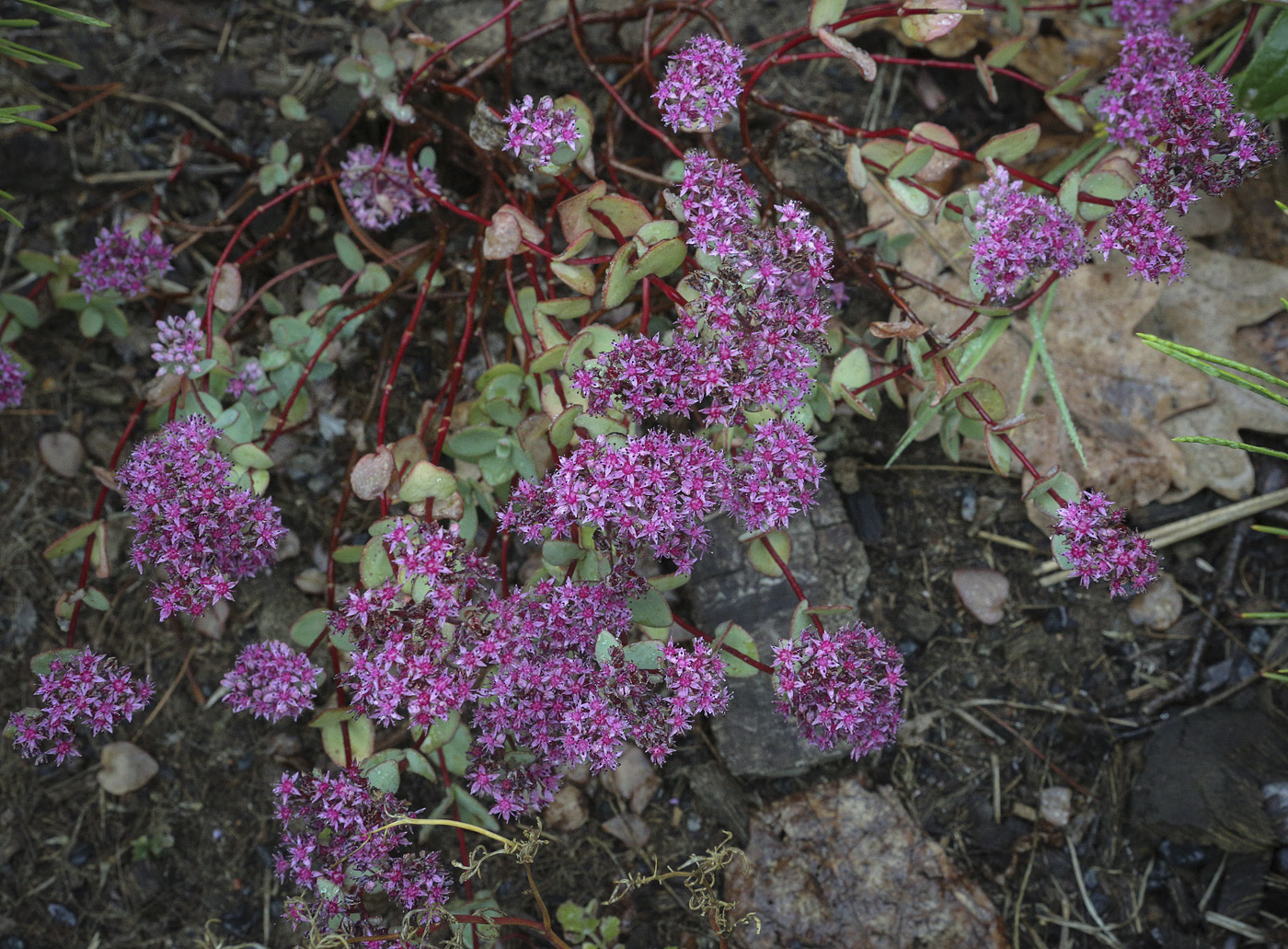 Изображение особи Hylotelephium ewersii.