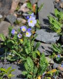 Polemonium boreale