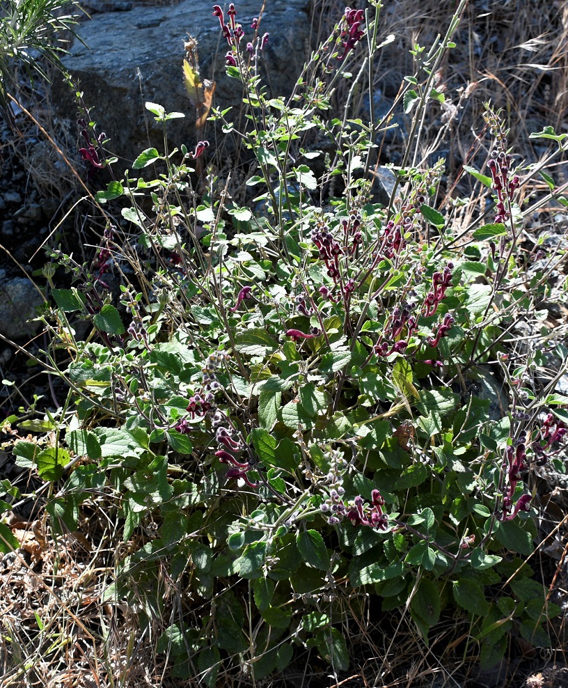 Image of Scutellaria cypria ssp. elatior specimen.