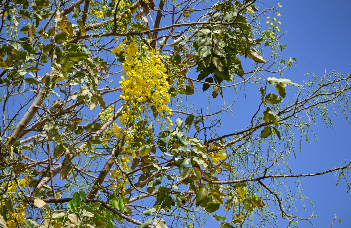 Image of Cassia fistula specimen.