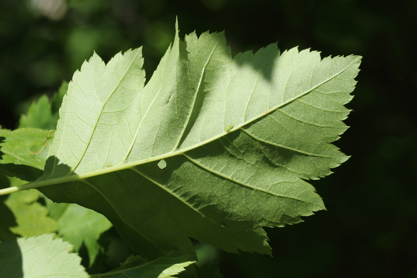 Изображение особи род Crataegus.