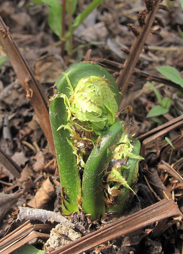 Image of Matteuccia struthiopteris specimen.