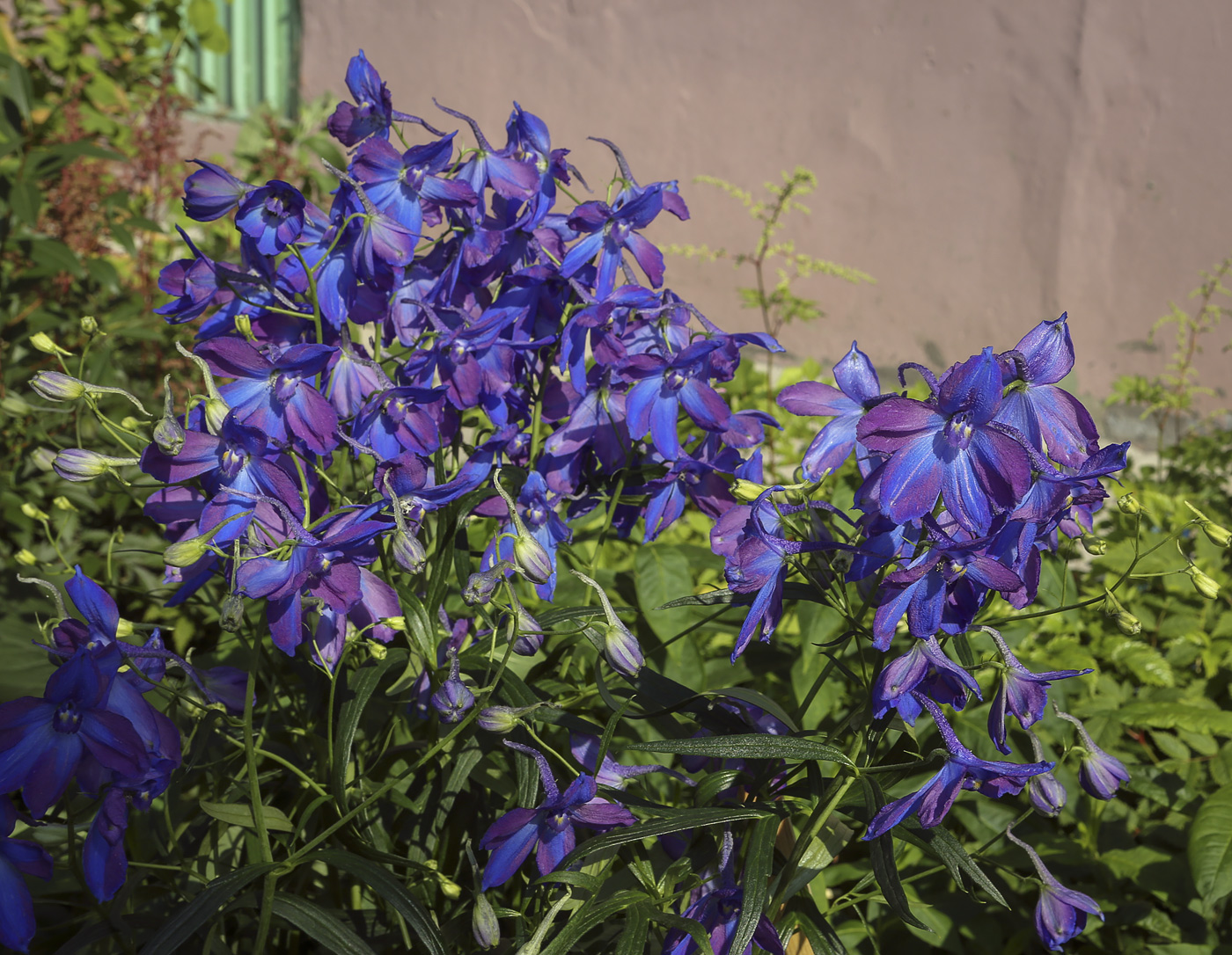 Image of genus Delphinium specimen.