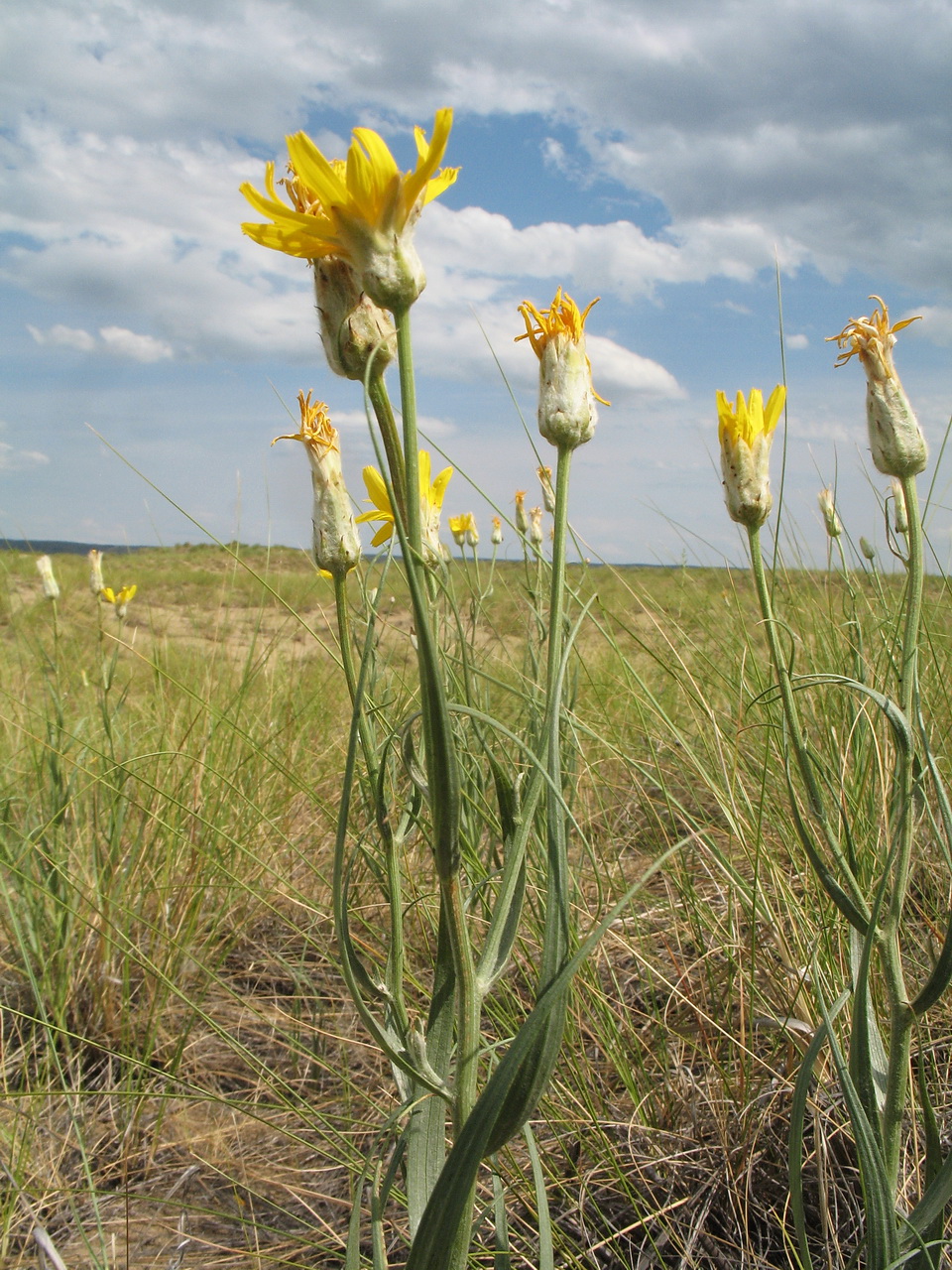 Image of Scorzonera ensifolia specimen.