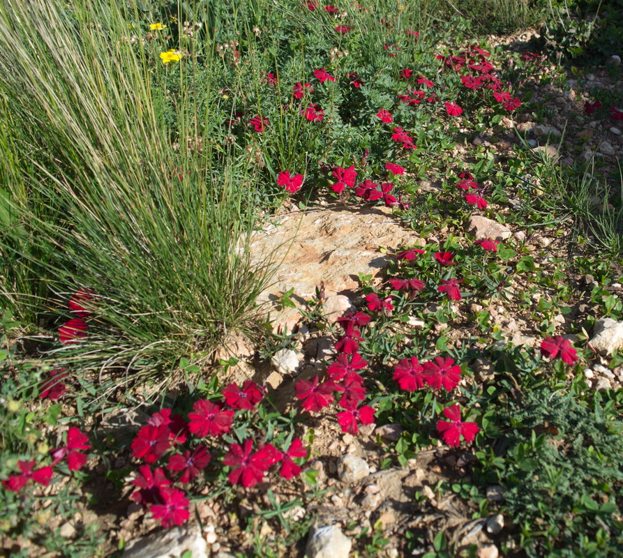 Изображение особи Dianthus vladimiri.