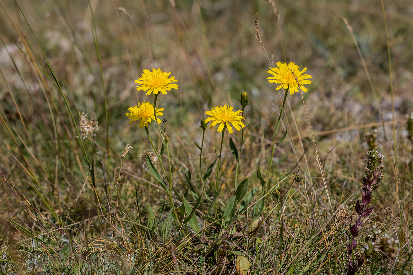 Image of genus Hieracium specimen.