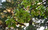 Arbutus andrachne. Верхушка ветви. Грузия, Аджария, Батумский ботанический сад, в культуре. 16.06.2023.