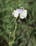 Linaria repens. Верхушка соцветия с цветками и завязывающимися плодами. Испания, автономное сообщество Каталония, провинция Жирона, комарка Рипольес, муниципалитет Сеткасес, окр. н.п. Сеткасес, ≈1500 м н.у.м., южный склон горы Puig d’en Santana, зарастающая кустарником переходная зона от леса к выгону. 08.10.2023.