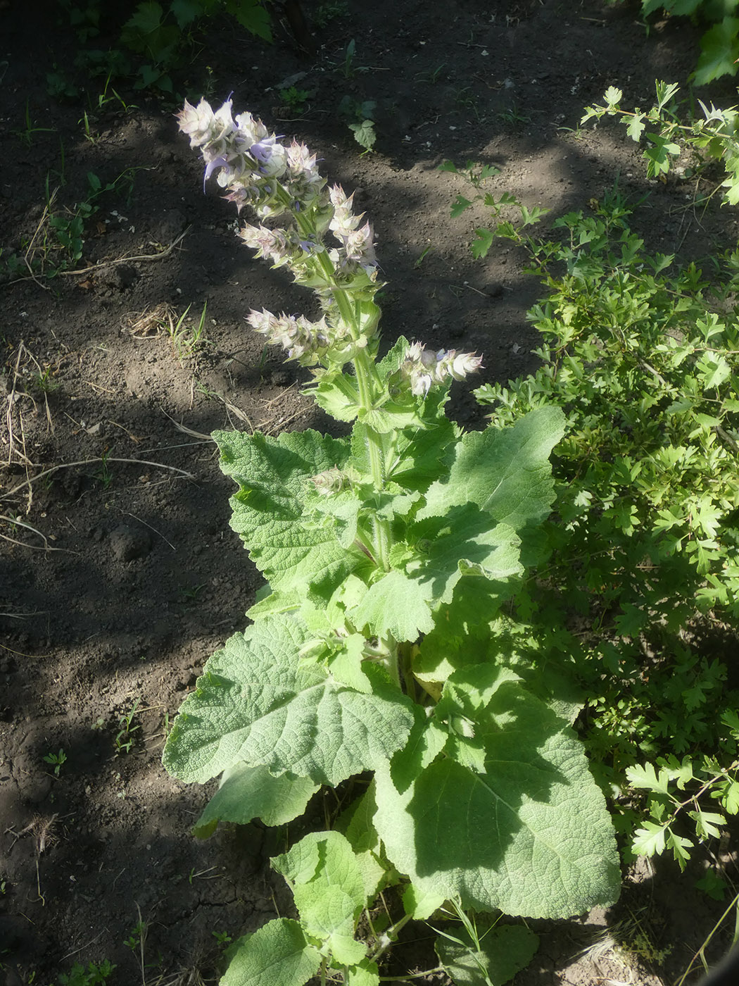 Image of Salvia sclarea specimen.