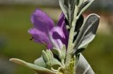 Leucophyllum frutescens. Часть побега с завязью и цветком (вид сбоку). Объединённые Арабские Эмираты, эмират Дубай, окр. пляжа Al Mamzar, в озеленении. 04.05.2023.