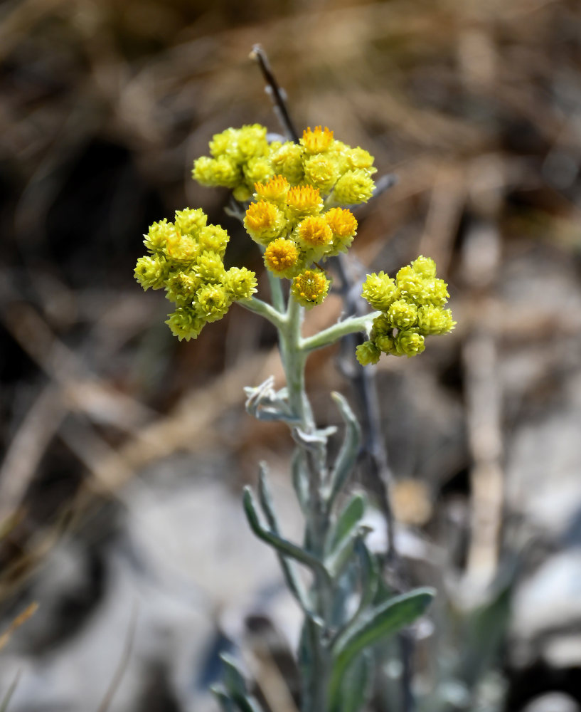 Image of Helichrysum arenarium specimen.