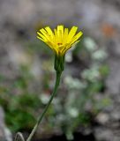 Leontodon asperrimus. Соцветие. Грузия, Самцхе-Джавахети, окр. крепости Ацкури, каменистый склон. 12.06.2023.