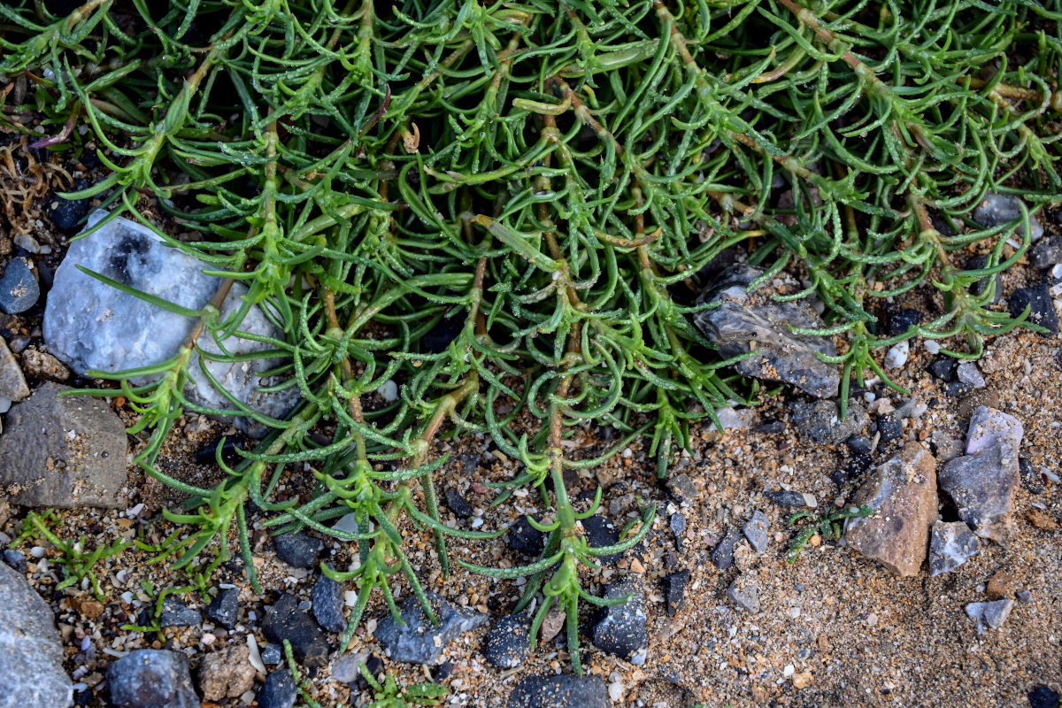 Image of Spergularia fimbriata specimen.