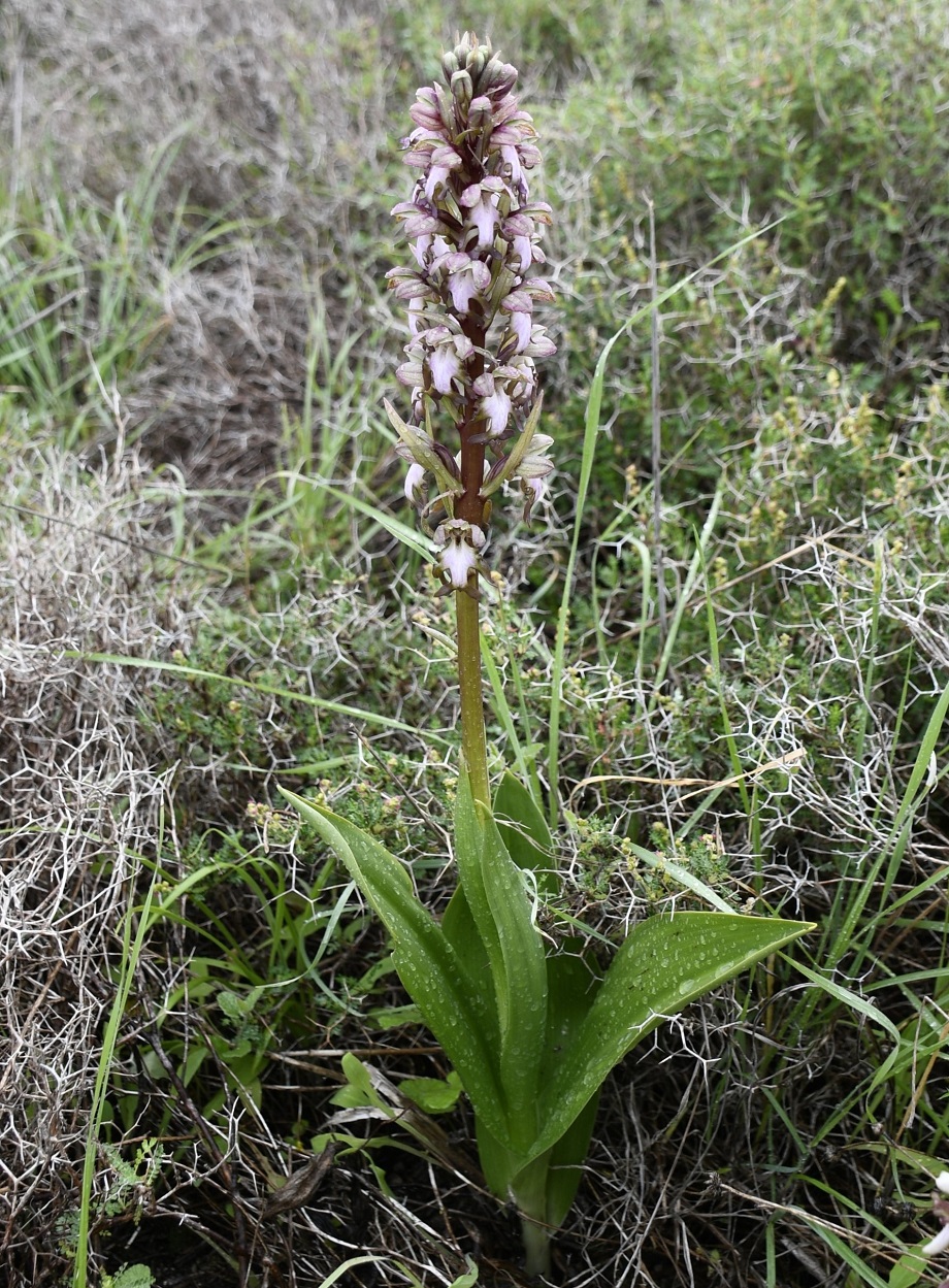 Image of Himantoglossum robertianum specimen.