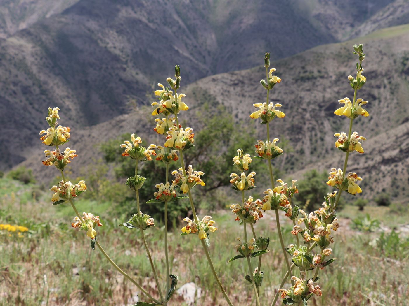 Image of Phlomoides kaufmanniana specimen.