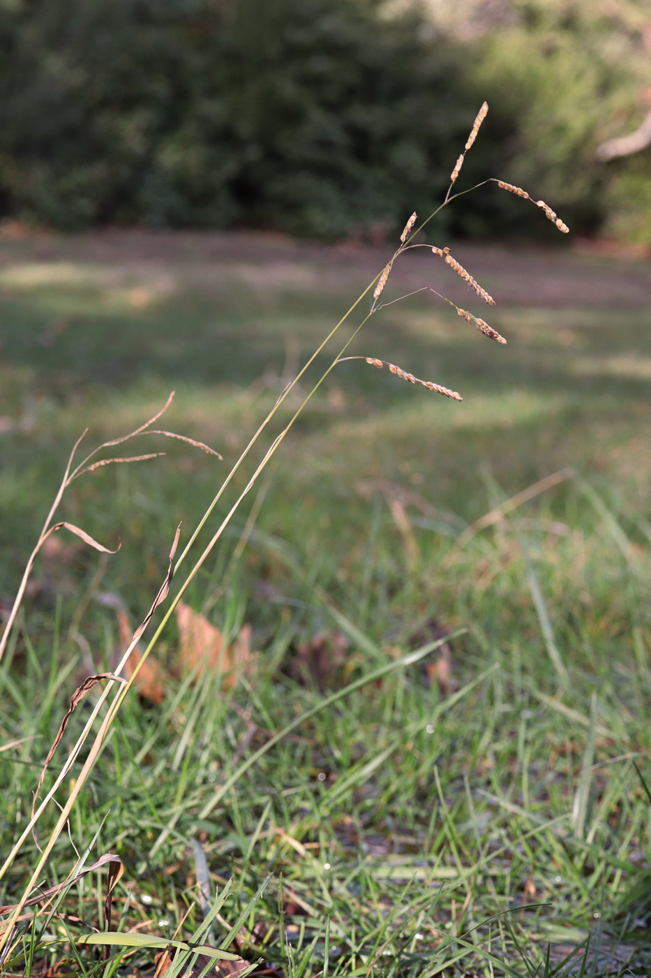 Изображение особи Paspalum dilatatum.