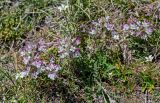 Pedicularis cheilanthifolia. Цветущие растения в сообществе с Parnassia laxmannii. Киргизия, Ошская обл., Памир, Заалайский хр., долина р. Ачик-Таш, ≈ 3600 м н.у.м., альпийский луг. 03.07.2022.