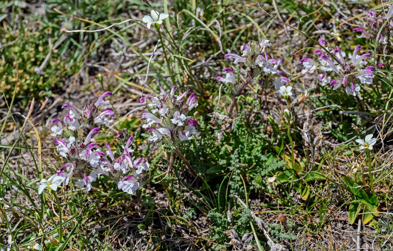 Изображение особи Pedicularis cheilanthifolia.