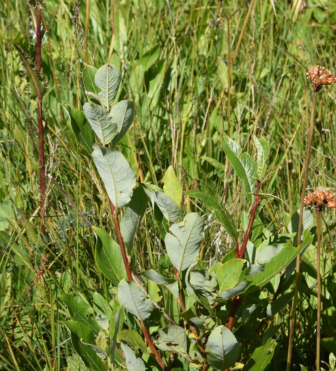 Image of Salix kuznetzowii specimen.
