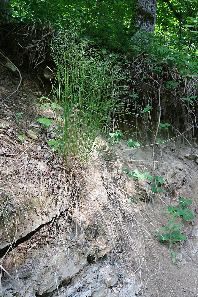 Image of Poa nemoralis specimen.