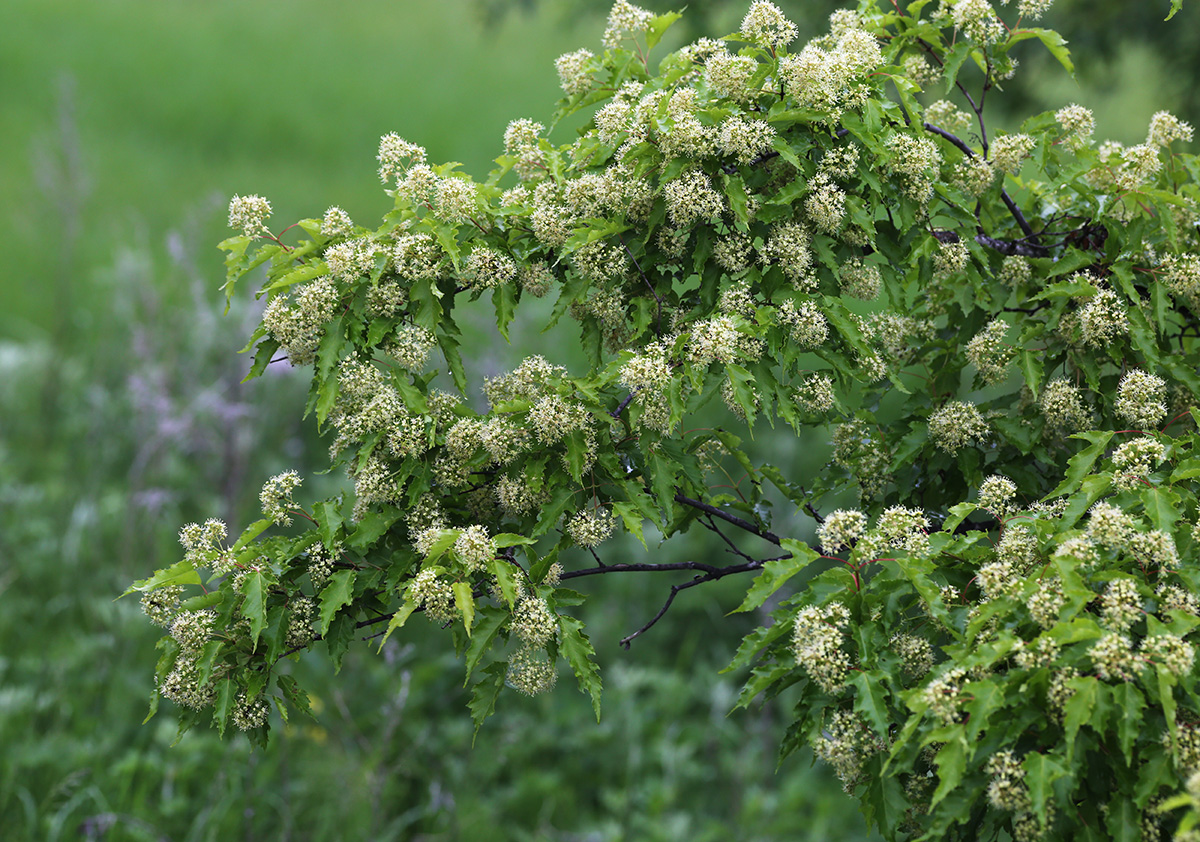 Image of Acer ginnala specimen.