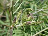 Vicia cracca. Боковой побег с разворачивающимися листьями и соцветиями. Хабаровский край, Комсомольский р-н, с. Верхняя Эконь, берег р. Амур, у подножия сопки. 03.06.2024.