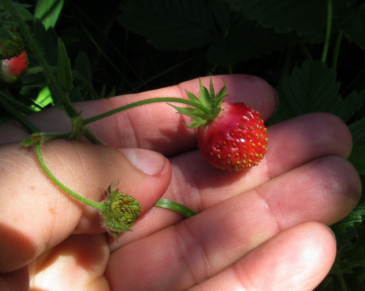 Изображение особи Fragaria moschata ssp. jenisseensis.