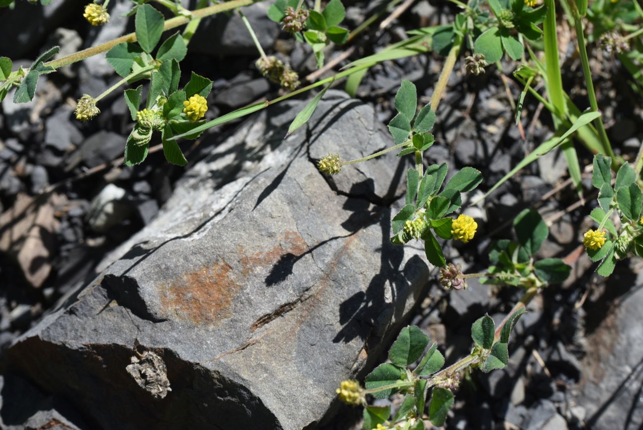 Image of Medicago lupulina specimen.