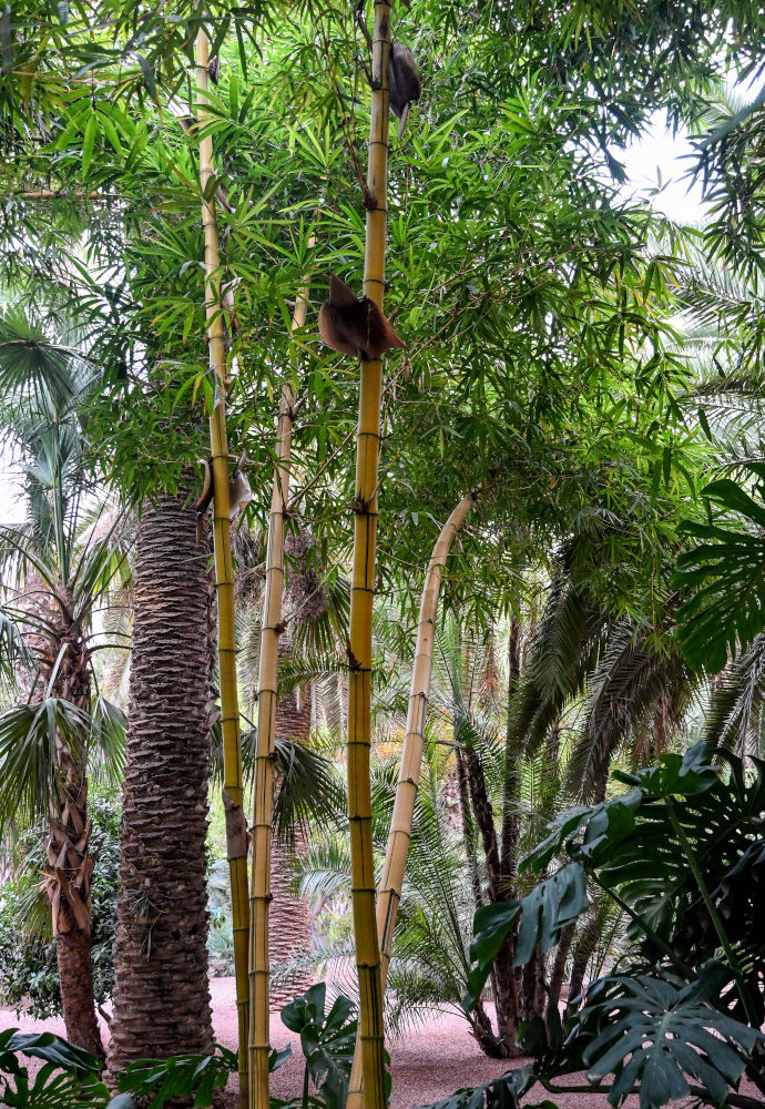 Изображение особи Phyllostachys aureosulcata.