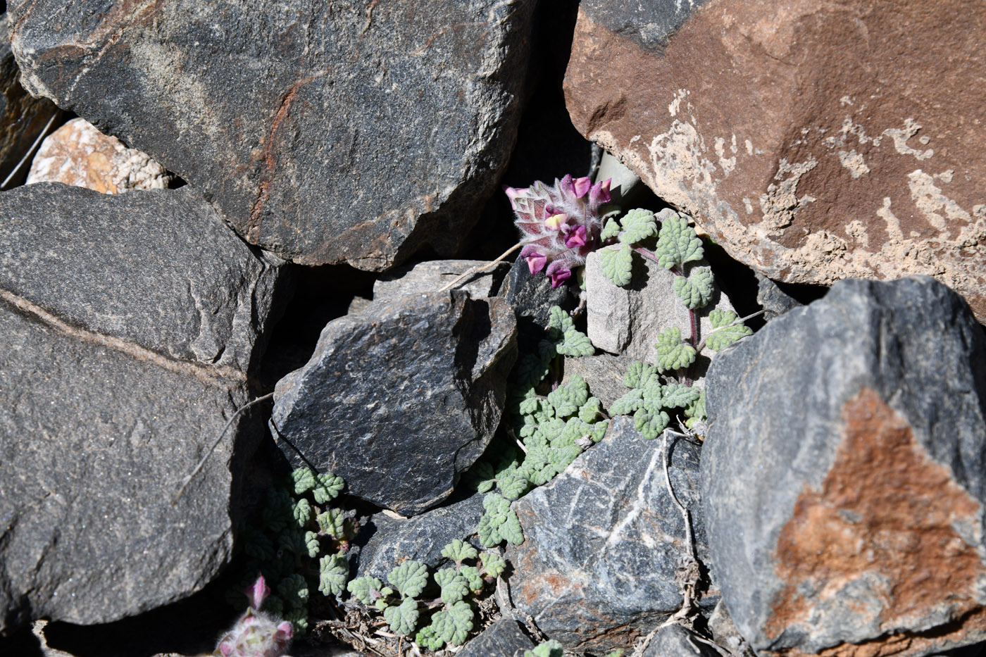 Image of Scutellaria pamirica specimen.