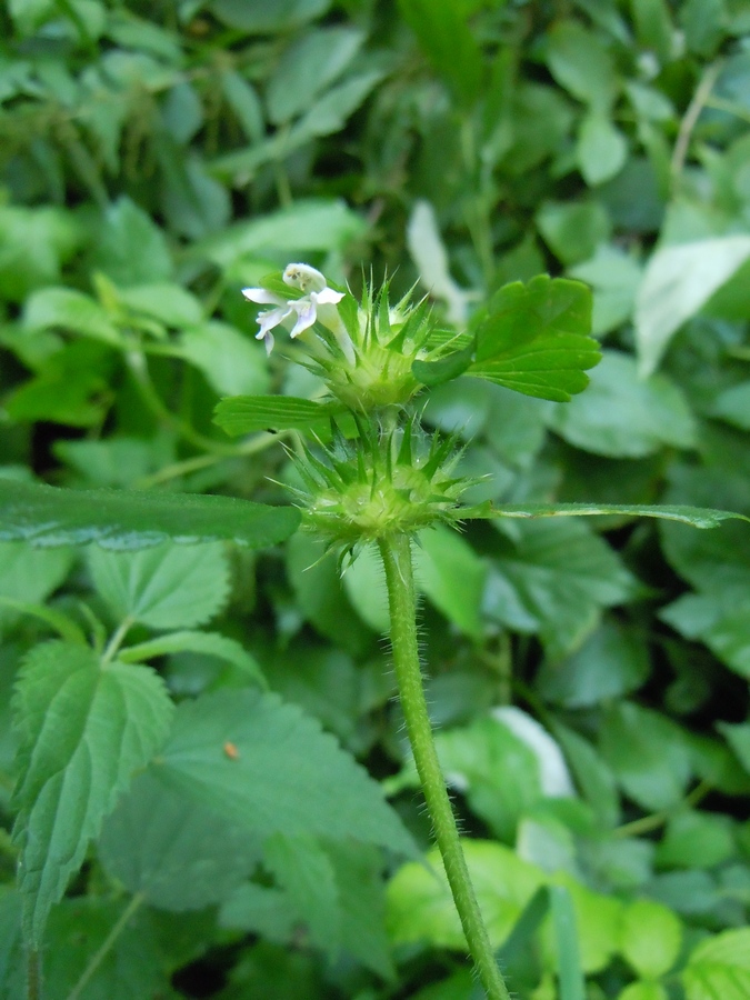 Изображение особи Galeopsis tetrahit.