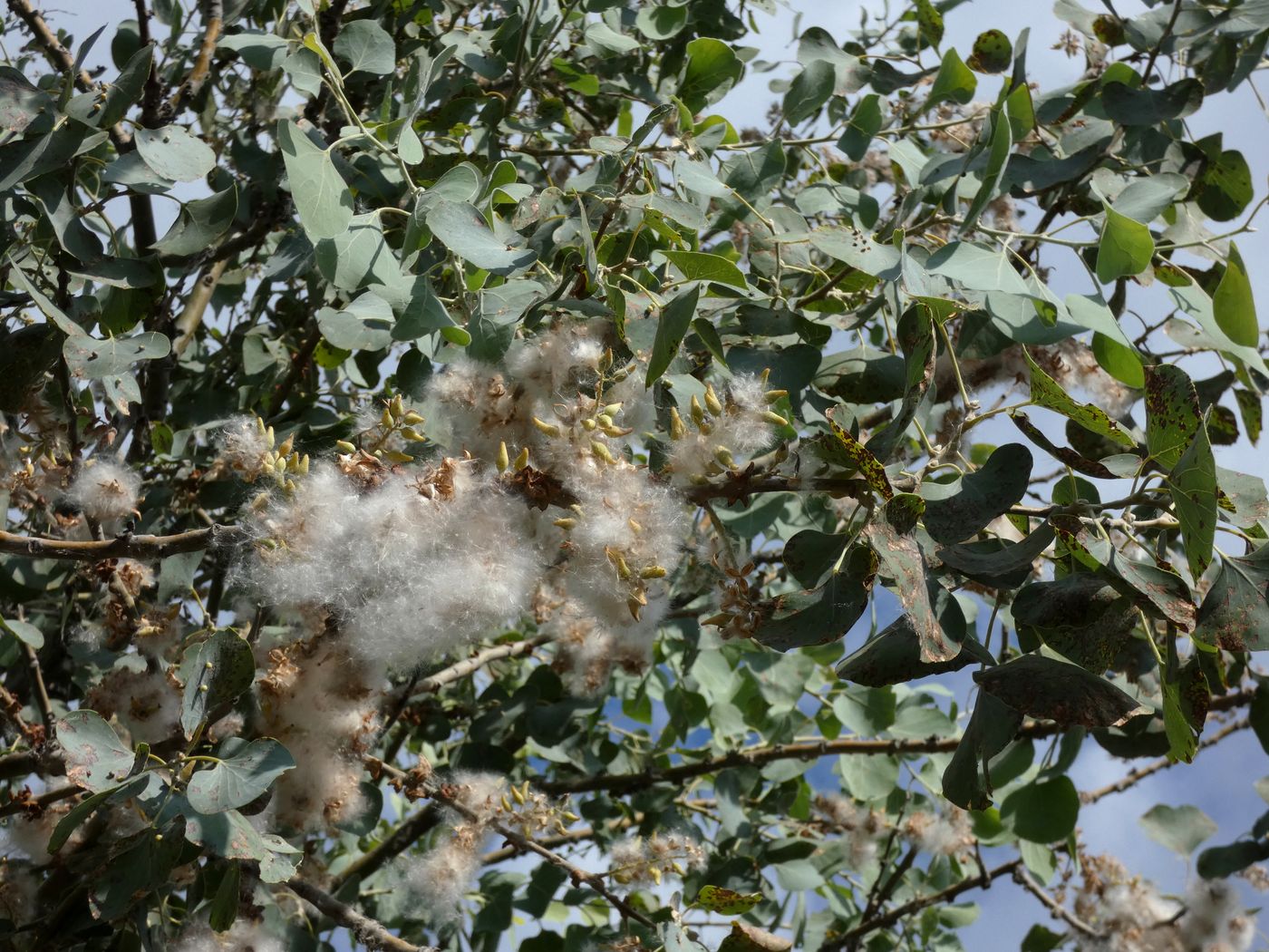 Изображение особи Populus pruinosa.