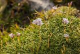 Фото Gypsophila tenuifolia