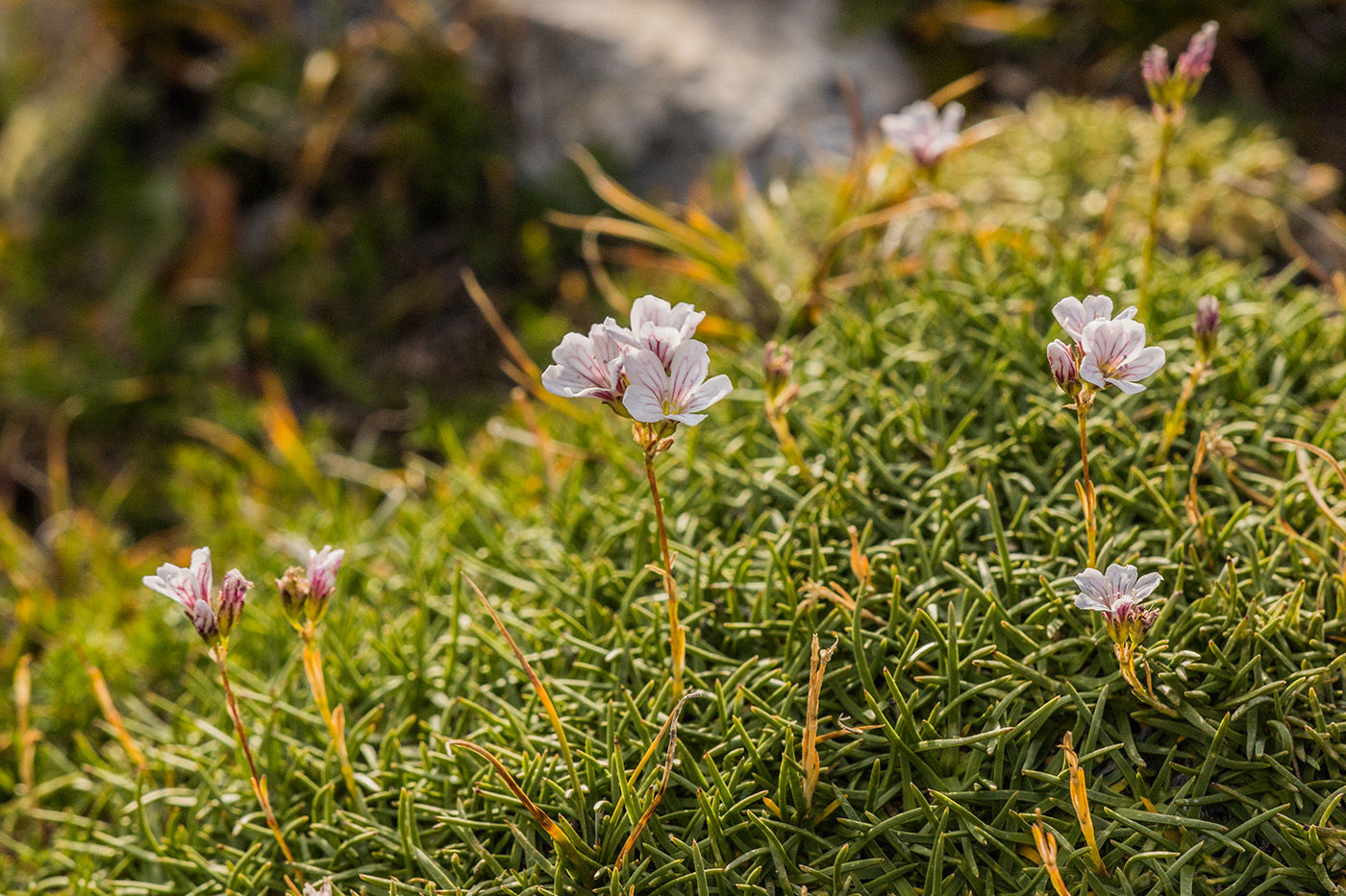 Image of Gypsophila tenuifolia specimen.