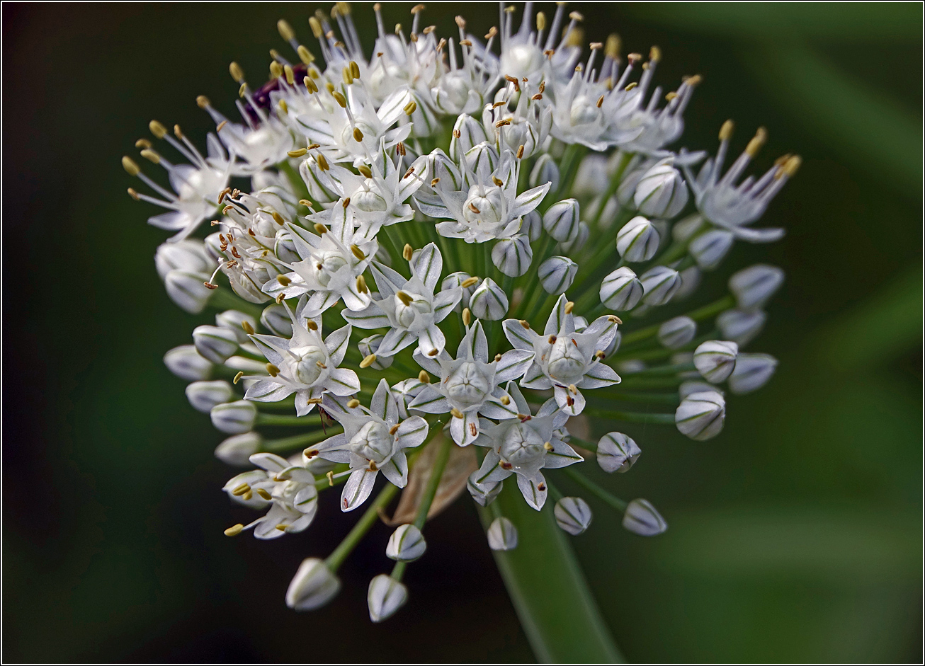 Image of genus Allium specimen.