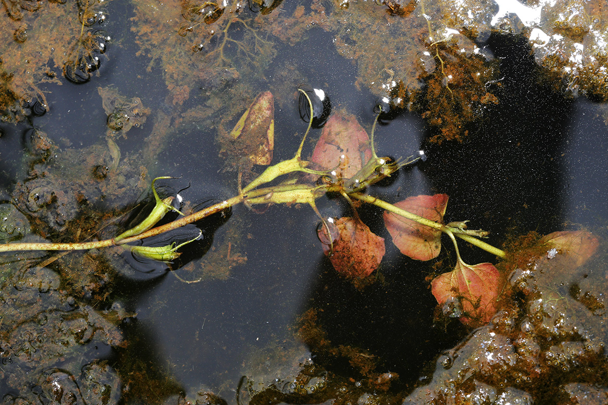 Image of Trapella sinensis specimen.