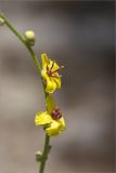 genus Verbascum. Побег с цветками. Турция, пров. Анталья, р-н Кумлуджа, окр. вдхр. Алакыр, каменистая обочина грунтовой дороги. 31.05.2024.