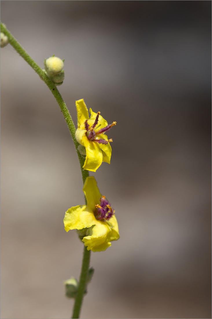 Image of genus Verbascum specimen.