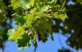 Quercus robur. Верхушка ветви с плодами. Московская обл., гор. округ Балашиха, Озёрный лесопарк, оз. Чёрное, опушка смешанного леса. 15.09.2024.