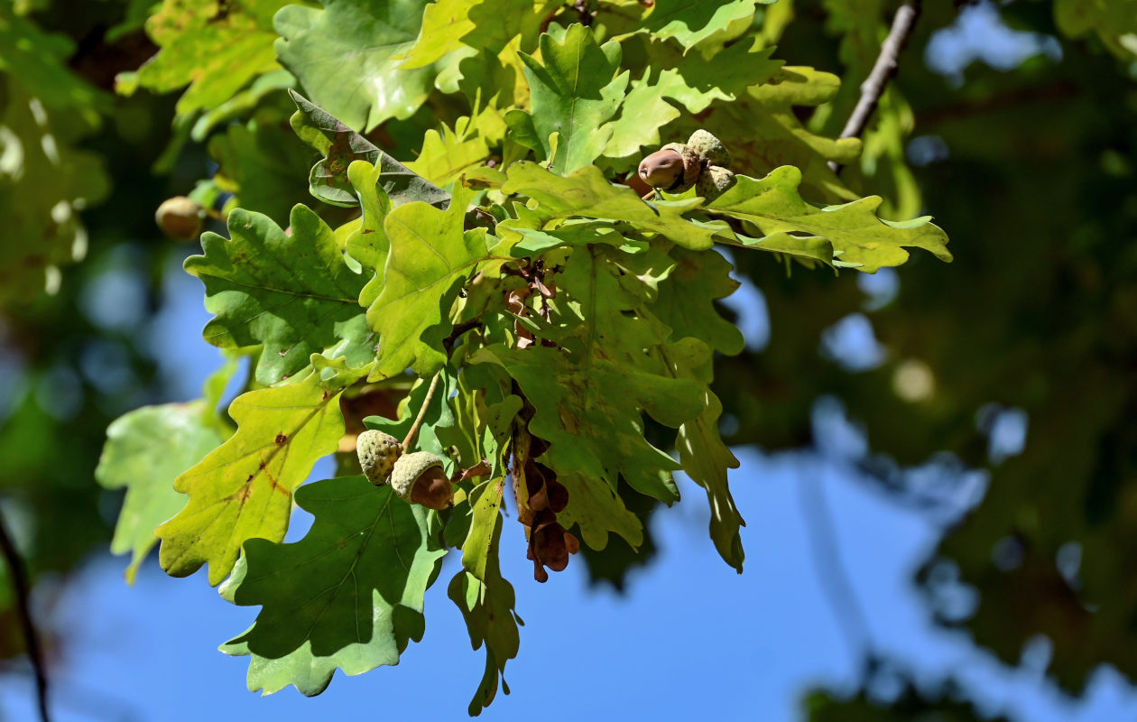 Изображение особи Quercus robur.