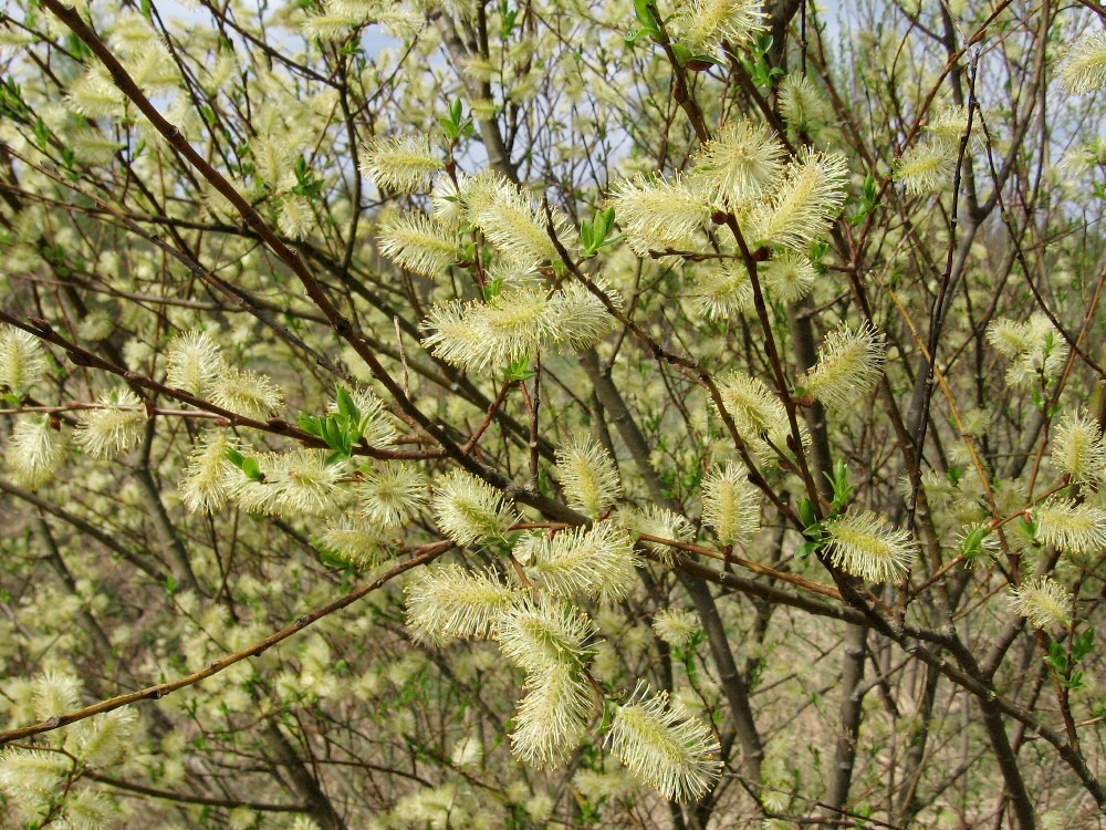 Image of Salix myrsinifolia specimen.