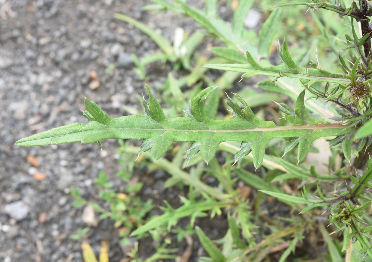 Image of genus Cirsium specimen.