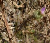 Cirsium vulgare