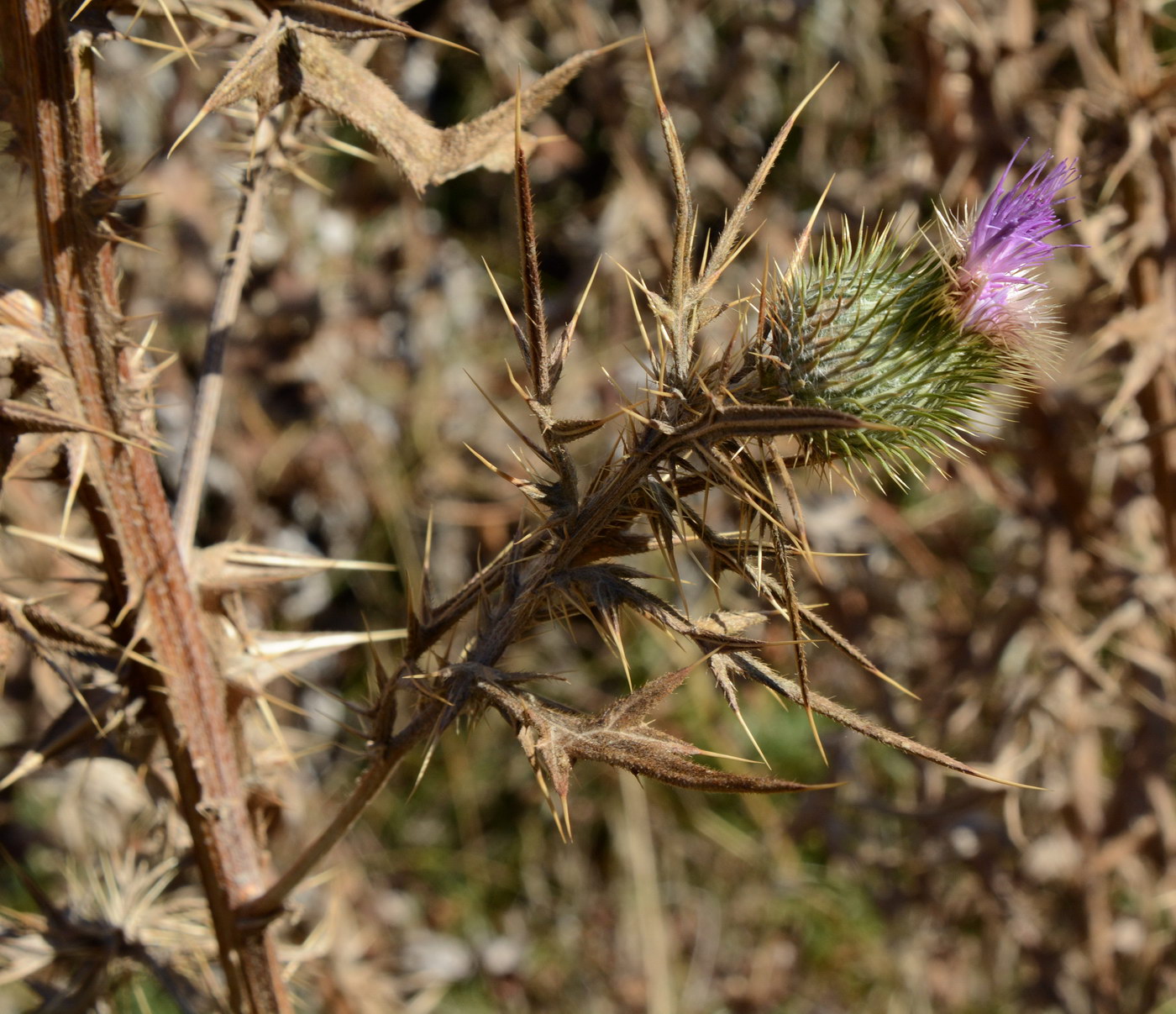 Изображение особи Cirsium vulgare.