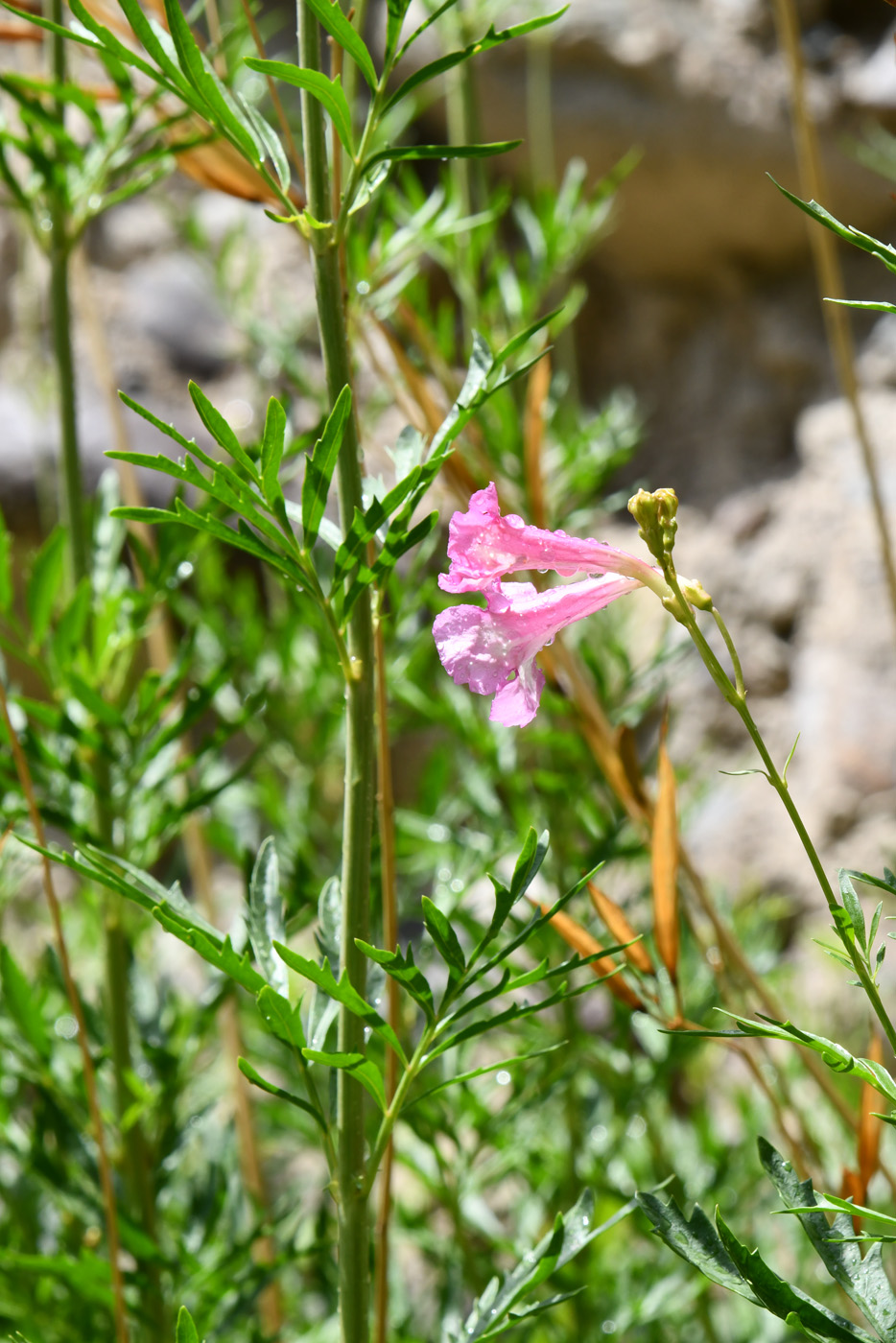 Image of Incarvillea olgae specimen.