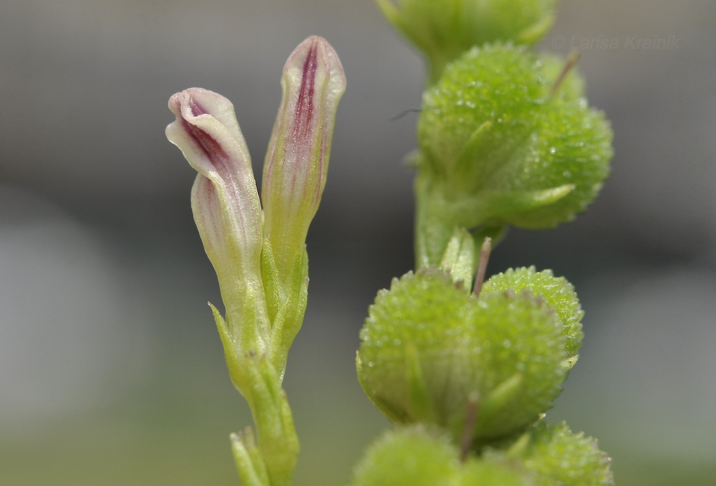 Image of genus Spigelia specimen.