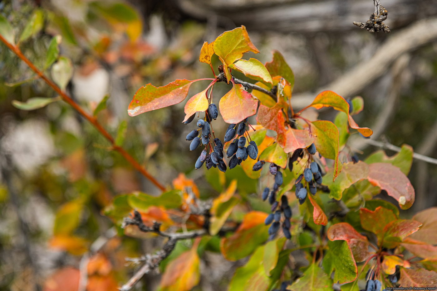 Изображение особи род Berberis.